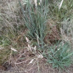 Holcus lanatus at Cooma, NSW - 16 Jan 2023