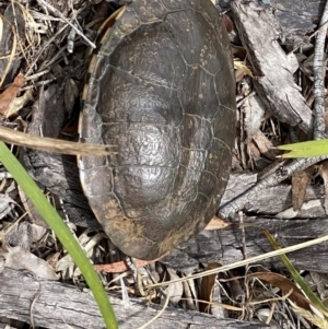 Chelodina longicollis at Tallong, NSW - 1 Jan 2023