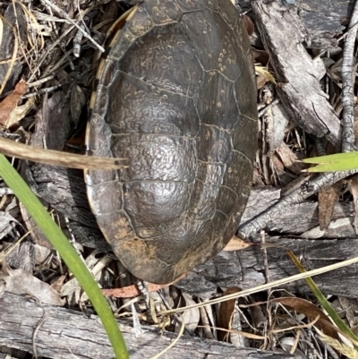 Chelodina longicollis (Eastern Long-necked Turtle) at Tallong, NSW - 1 Jan 2023 by GlossyGal