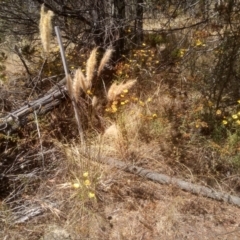 Dichelachne crinita (Long-hair Plume Grass) at Cooma, NSW - 17 Jan 2023 by mahargiani