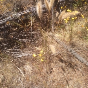 Dichelachne crinita at Cooma, NSW - 17 Jan 2023