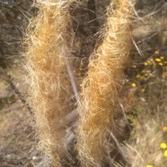 Dichelachne crinita at Cooma, NSW - 17 Jan 2023