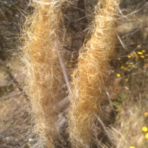 Dichelachne crinita at Cooma, NSW - 17 Jan 2023