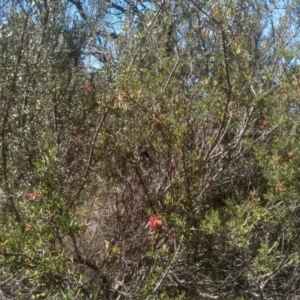 Grevillea sp. at Cooma, NSW - 17 Jan 2023