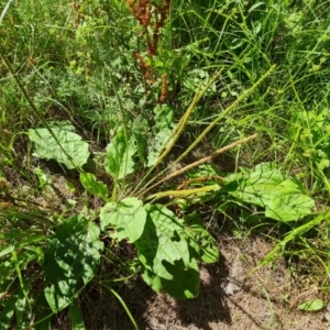 Plantago major at Stromlo, ACT - 17 Jan 2023