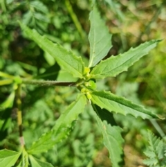 Euphorbia davidii (David's Spurge) at Uriarra Village, ACT - 17 Jan 2023 by Mike