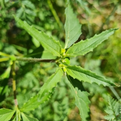 Euphorbia davidii (David's Spurge) at Uriarra Village, ACT - 17 Jan 2023 by Mike