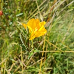 Oenothera stricta subsp. stricta (Common Evening Primrose) at Stromlo, ACT - 17 Jan 2023 by Mike