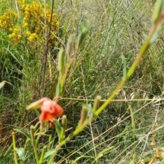 Oenothera stricta subsp. stricta at Stromlo, ACT - 17 Jan 2023