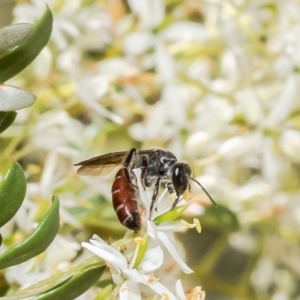 Lasioglossum (Parasphecodes) sp. (genus & subgenus) at Molonglo Valley, ACT - 17 Jan 2023 12:31 PM