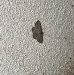 Psilosticha (genus) (A wave moth) at Jacka, ACT - 15 Jan 2023 by Rodger88