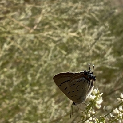 Jalmenus ictinus (Stencilled Hairstreak) at Namarag NR - 17 Jan 2023 by SteveBorkowskis