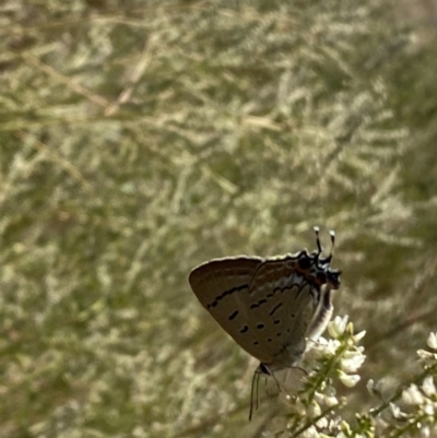 Jalmenus ictinus (Stencilled Hairstreak) at Molonglo Valley, ACT - 17 Jan 2023 by Steve_Bok