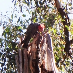 Callocephalon fimbriatum (Gang-gang Cockatoo) at Cook, ACT - 12 Jan 2023 by CathB