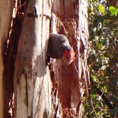 Callocephalon fimbriatum at Cook, ACT - suppressed