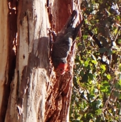 Callocephalon fimbriatum at Cook, ACT - suppressed