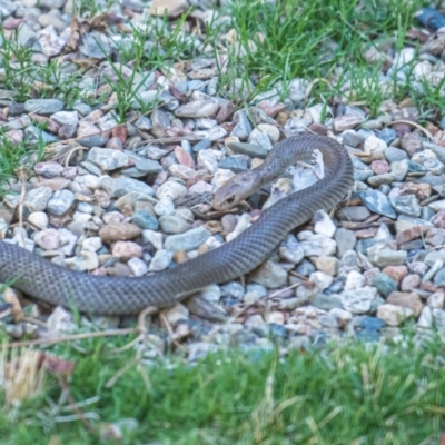 Pseudonaja textilis (Eastern Brown Snake) at Tuggeranong Hill - 17 Jan 2023 by simon42