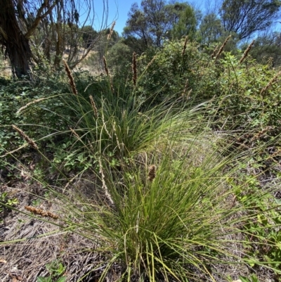Carex appressa (Tall Sedge) at Molonglo River Reserve - 17 Jan 2023 by Steve_Bok