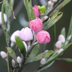 Eriostemon australasius (Pink Wax Flower) at Alpine, NSW - 29 Aug 2022 by JanHartog