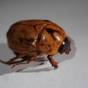 Cyclocephala signaticollis at Spence, ACT - 17 Jan 2023 05:25 PM