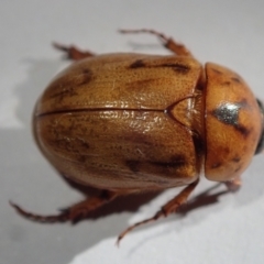 Cyclocephala signaticollis at Spence, ACT - 17 Jan 2023 05:25 PM