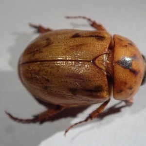 Cyclocephala signaticollis at Spence, ACT - 17 Jan 2023 05:25 PM