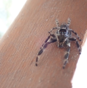 Sandalodes superbus at Murrumbateman, NSW - 16 Jan 2023 05:05 PM