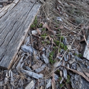 Limnodynastes peronii at Hackett, ACT - 17 Jan 2023