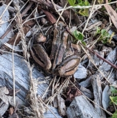 Limnodynastes peronii at Hackett, ACT - 17 Jan 2023