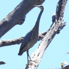 Egretta novaehollandiae (White-faced Heron) at Mulligans Flat - 17 Jan 2023 by JohnBundock