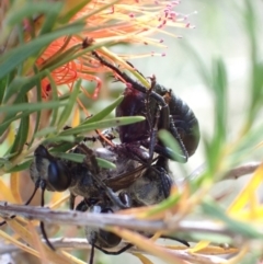 Sphex sp. (genus) (Unidentified Sphex digger wasp) at Murrumbateman, NSW - 16 Jan 2023 by SimoneC