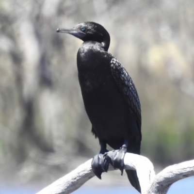 Phalacrocorax sulcirostris (Little Black Cormorant) at Throsby, ACT - 17 Jan 2023 by JohnBundock