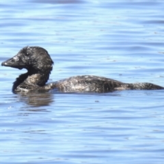 Biziura lobata (Musk Duck) at Mulligans Flat - 17 Jan 2023 by JohnBundock