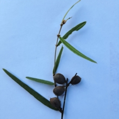 Hovea heterophylla at Hackett, ACT - 16 Jan 2023