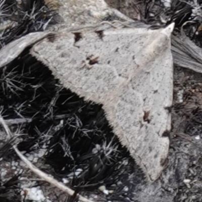 Dichromodes estigmaria (Pale Grey Heath Moth) at Vincentia, NSW - 15 Jan 2023 by RobG1