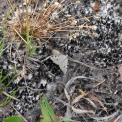 Dichromodes estigmaria at Vincentia, NSW - suppressed
