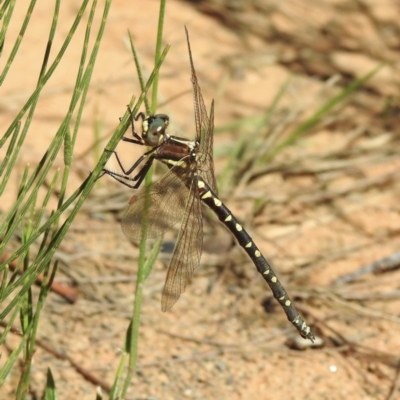 Synthemis eustalacta (Swamp Tigertail) at Wingello, NSW - 9 Jan 2023 by GlossyGal