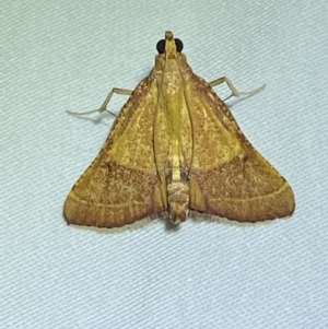 Endotricha pyrosalis at Jerrabomberra, NSW - 15 Jan 2023