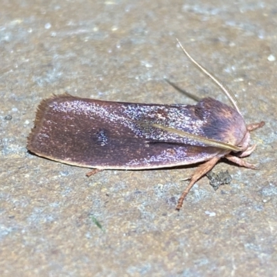 Cryptophasa rubescens (A Timber Moth) at Jerrabomberra, NSW - 15 Jan 2023 by SteveBorkowskis