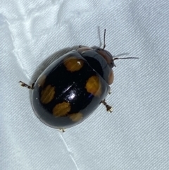 Paropsisterna beata (Blessed Leaf Beetle) at Jerrabomberra, NSW - 14 Jan 2023 by Steve_Bok