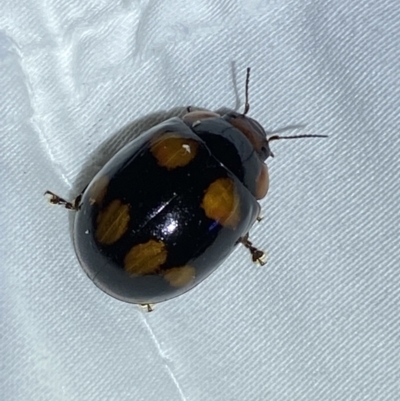 Paropsisterna beata (Blessed Leaf Beetle) at Jerrabomberra, NSW - 14 Jan 2023 by SteveBorkowskis