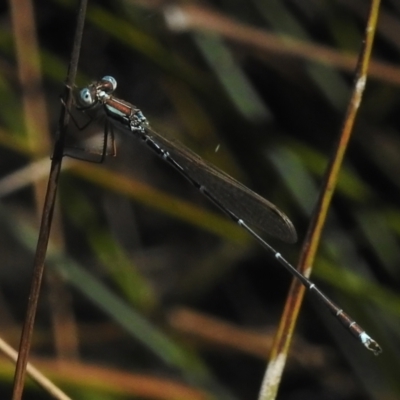 Austrolestes analis (Slender Ringtail) at Throsby, ACT - 17 Jan 2023 by JohnBundock