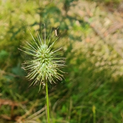 Echinopogon ovatus (Forest Hedgehog Grass) at Paddys River, ACT - 17 Jan 2023 by Mike