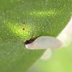 Scieropepla polyxesta at Murrumbateman, NSW - 16 Jan 2023