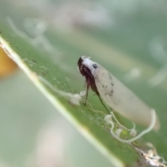 Scieropepla polyxesta at Murrumbateman, NSW - 16 Jan 2023 05:54 PM