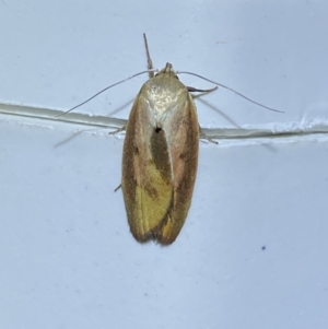 Ptyoptila matutinella at Jerrabomberra, NSW - 14 Jan 2023