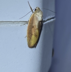 Ptyoptila matutinella at Jerrabomberra, NSW - suppressed