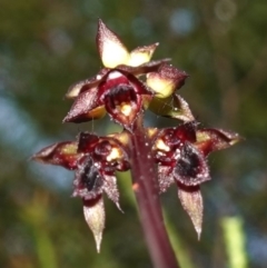 Corunastylis woollsii (Dark Midge Orchid) at Vincentia, NSW - 15 Jan 2023 by RobG1