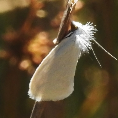 Tipanaea patulella (A Crambid moth) at Throsby, ACT - 17 Jan 2023 by JohnBundock