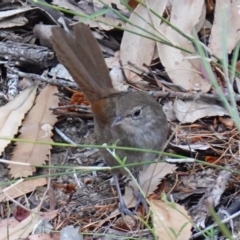 Dasyornis brachypterus (Eastern Bristlebird) at Vincentia, NSW - 15 Jan 2023 by RobG1